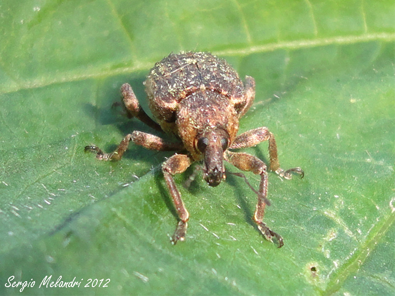 Brachypera zoilus e Hypera postica